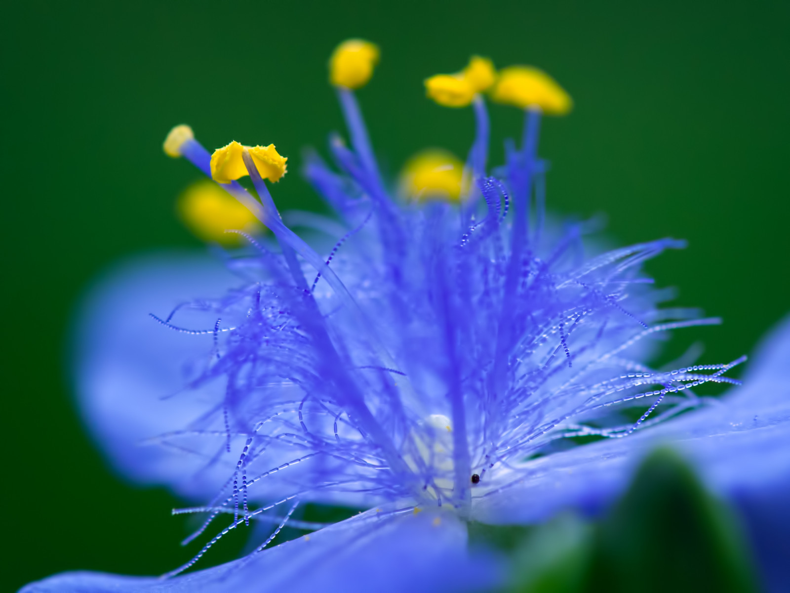 natur, himmel, makro, blå, pollen, Olympus, blomst, plante, flora, detalje, kronblad, støvdrager, wildflower, olympuspen, filament, Også på et andet, getolympus, makrofotografi, computer tapet, tæt på, makrofotografering, stængelplante, olympuspenep5, spiderwort, urteagtig plante