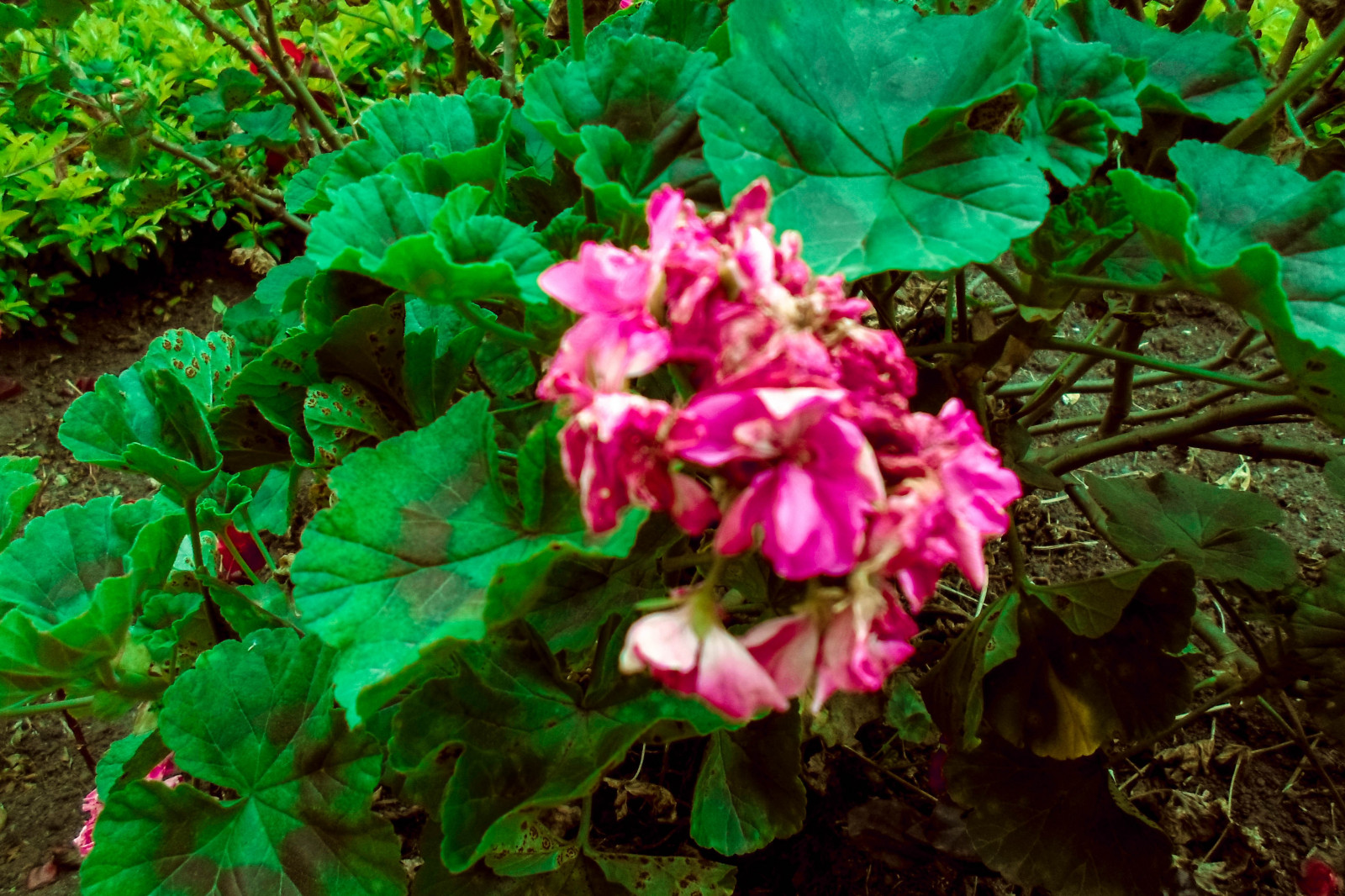 4608x3072 px, paesaggio, piante, rosa