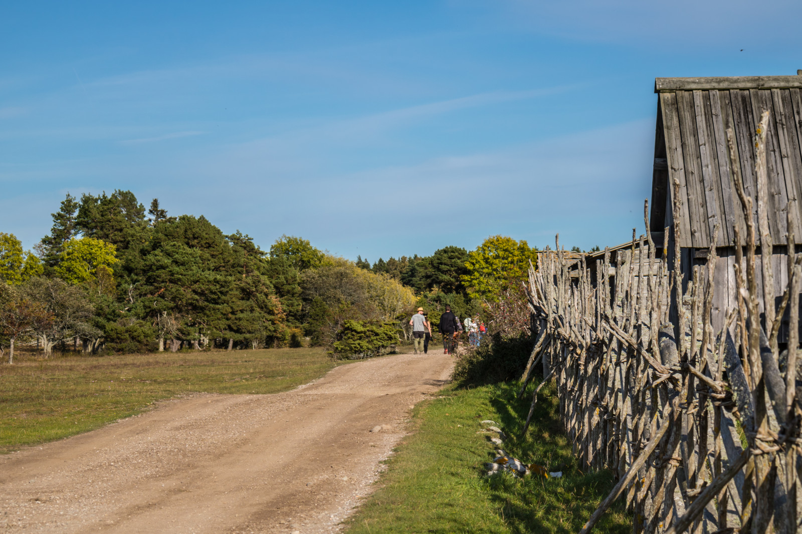 krajina, kopec, tráva, stěna, vesnice, hospodařit, muzeum, dovolená, strom, podzim, květ, Gotland, attackfoto, attackfoto8, kovik, gotlandsfiskerimuseum, zemědělství, venkov, vodní