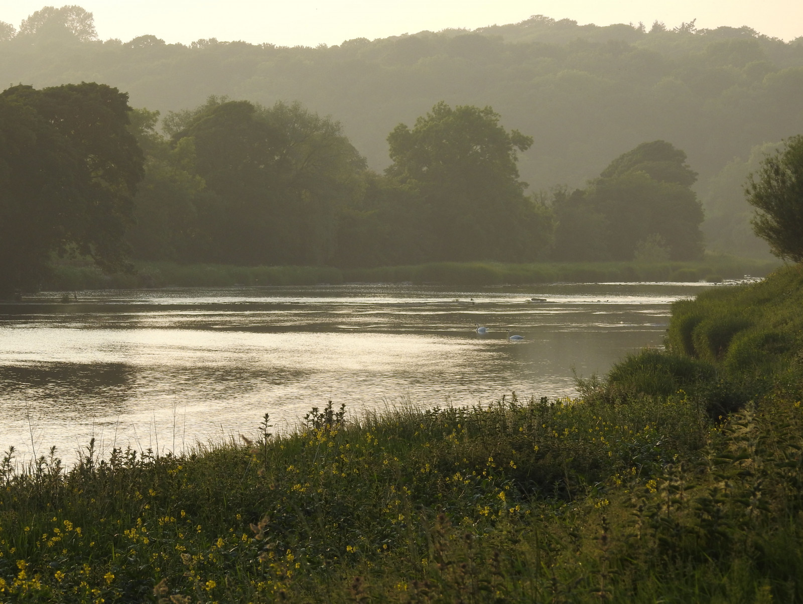 dřevo, stromy, světlo, letní, pole, tráva, červen, řeka, večer, opar, citát, Lancashire, Jiskra, labutě, Alston, ribblevalley, riverribble