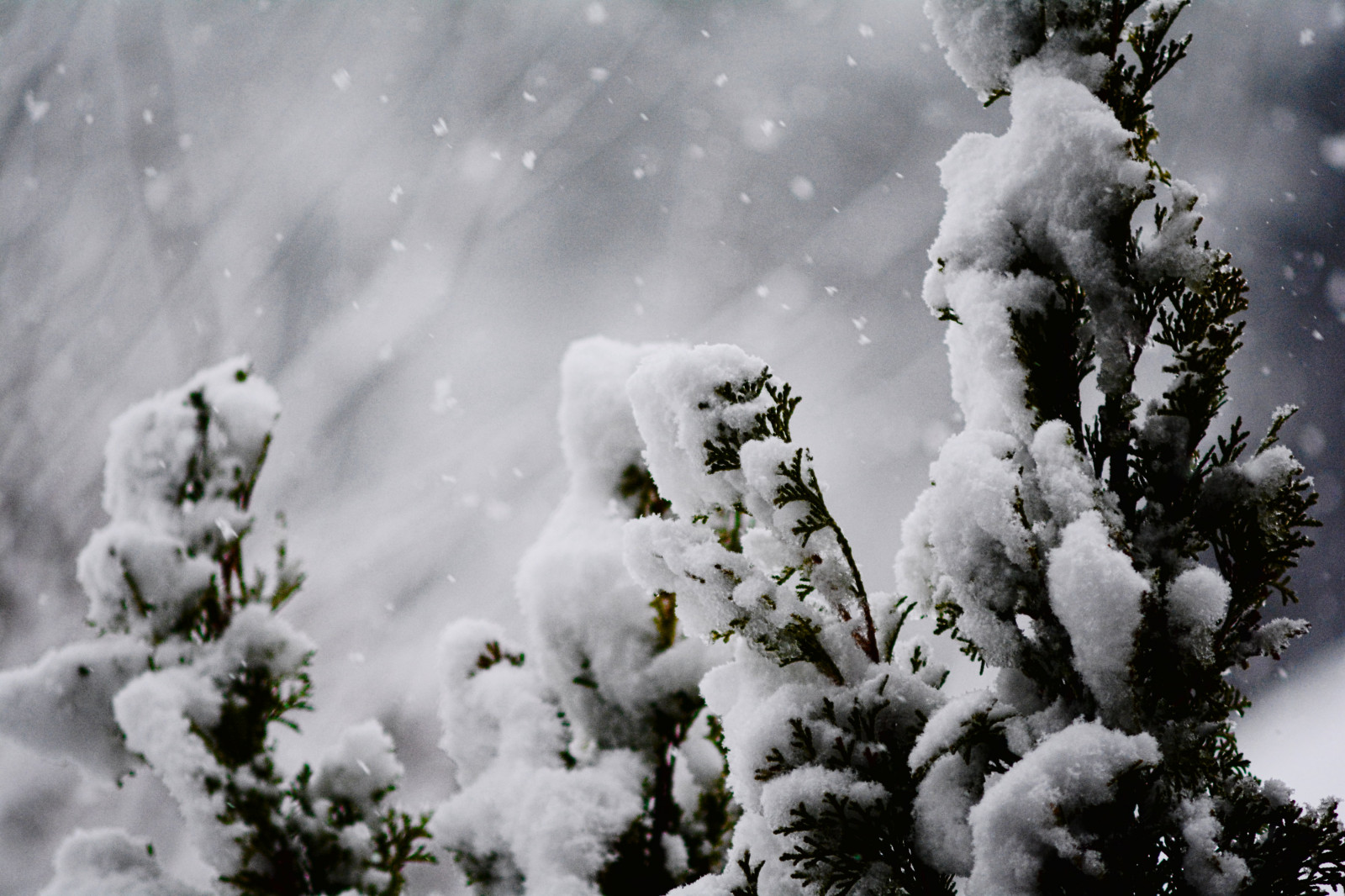 černobílý, Příroda, sníh, zima, větev, Německo, mráz, Vánoce, bokeh, zmrazení, sněhová vločka, strom, hloubka pole, počasí, sezóna, vánice, nikond7100, dřevina, zimní bouře, ať sněží, nikkor70210f4