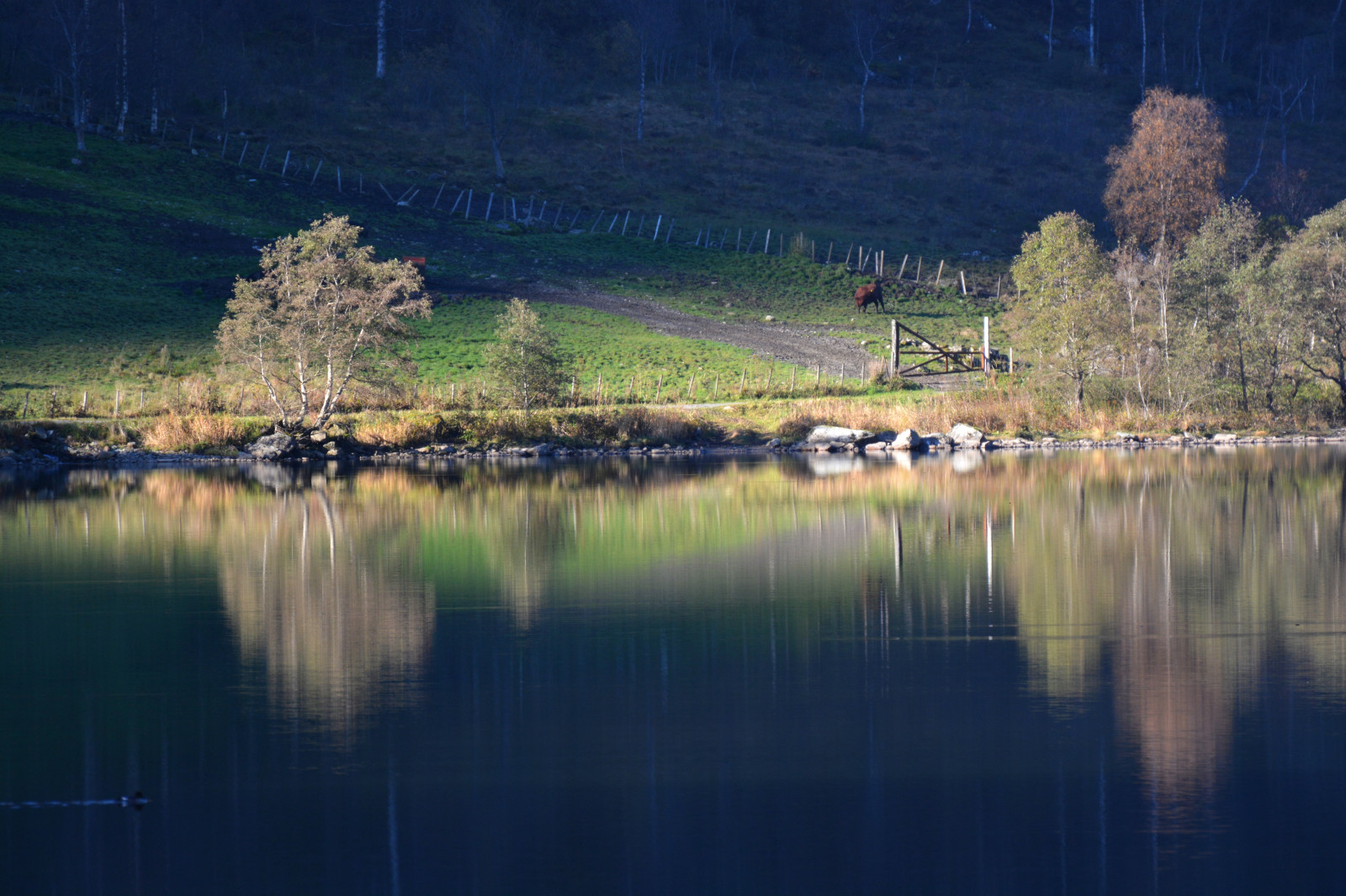 แนวนอน, ภูเขา, ทะเลสาบ, น้ำ, ธรรมชาติ, การสะท้อน, นอร์เวย์, ตอนเย็น, เช้า, แม่น้ำ, ฟยอร์ด, ถิ่นทุรกันดาร, บ่อน้ำ, พลบค่ำ, ต้นไม้, ฤดูใบไม้ร่วง, ภูเขา, รุ่งอรุณ, การสะท้อน, อ่างเก็บน้ำ, นอร์เวย์, fjell, sunnm ใหม่, sykkylven, sunnm rsalpene, sunnm rsalpane, ทะเลสาบ, vestlandet, m reogromsdal, ปรากฏการณ์บรรยากาศ, fetvatnet, straumgjerde, sykkylvsfjorden