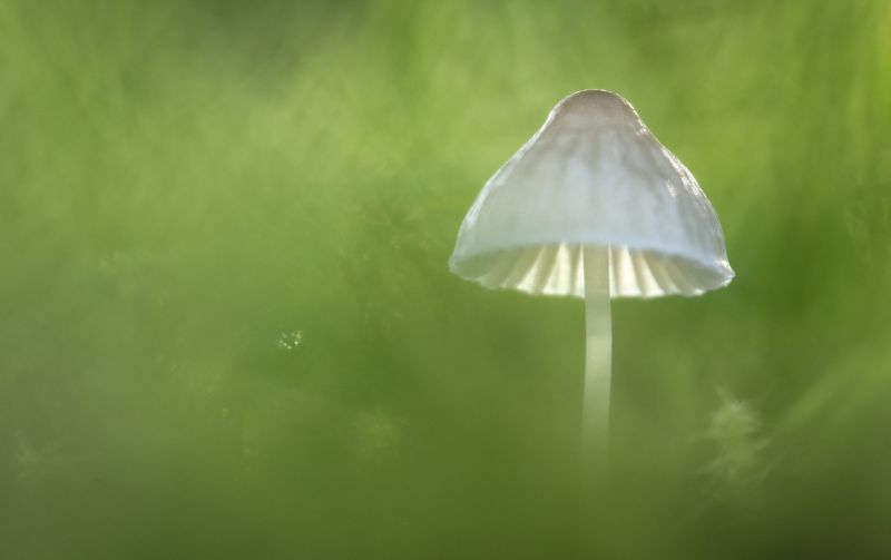 tráva, zelená, makro fotografie, zblízka, vlhkost, závod stonek