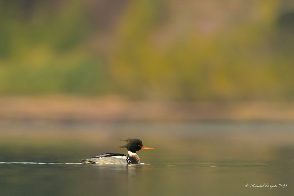 voda, Příroda, odraz, Volně žijících živočichů, kachna, bokeh, hloubka pole, pták, křídlo, fauna, vodní ptáci, prohlížení pták, obratlovců, vodní pták, kachen, hus a labutě, esquimaltlagoon, divoký a volný, birdscape, redbreastedmerganser