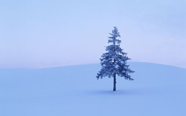 fir tree,snow,winter,tree,lonely,emptiness