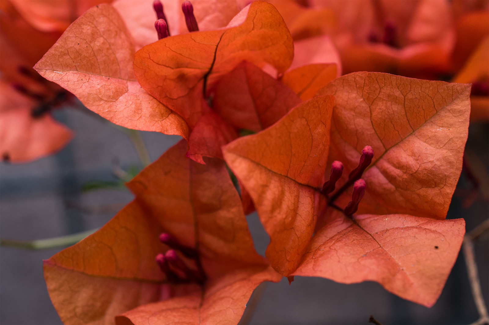 nikond750, project365, nikonaf2dxmicronikkor40mm, makro, blomster, rød, flickrlounge, Weeklythemeweek5 fotograf schoice, bougainvillea, væg, natur, udendørs, 6ws, bougainvilleaflowersreachtowardthesky