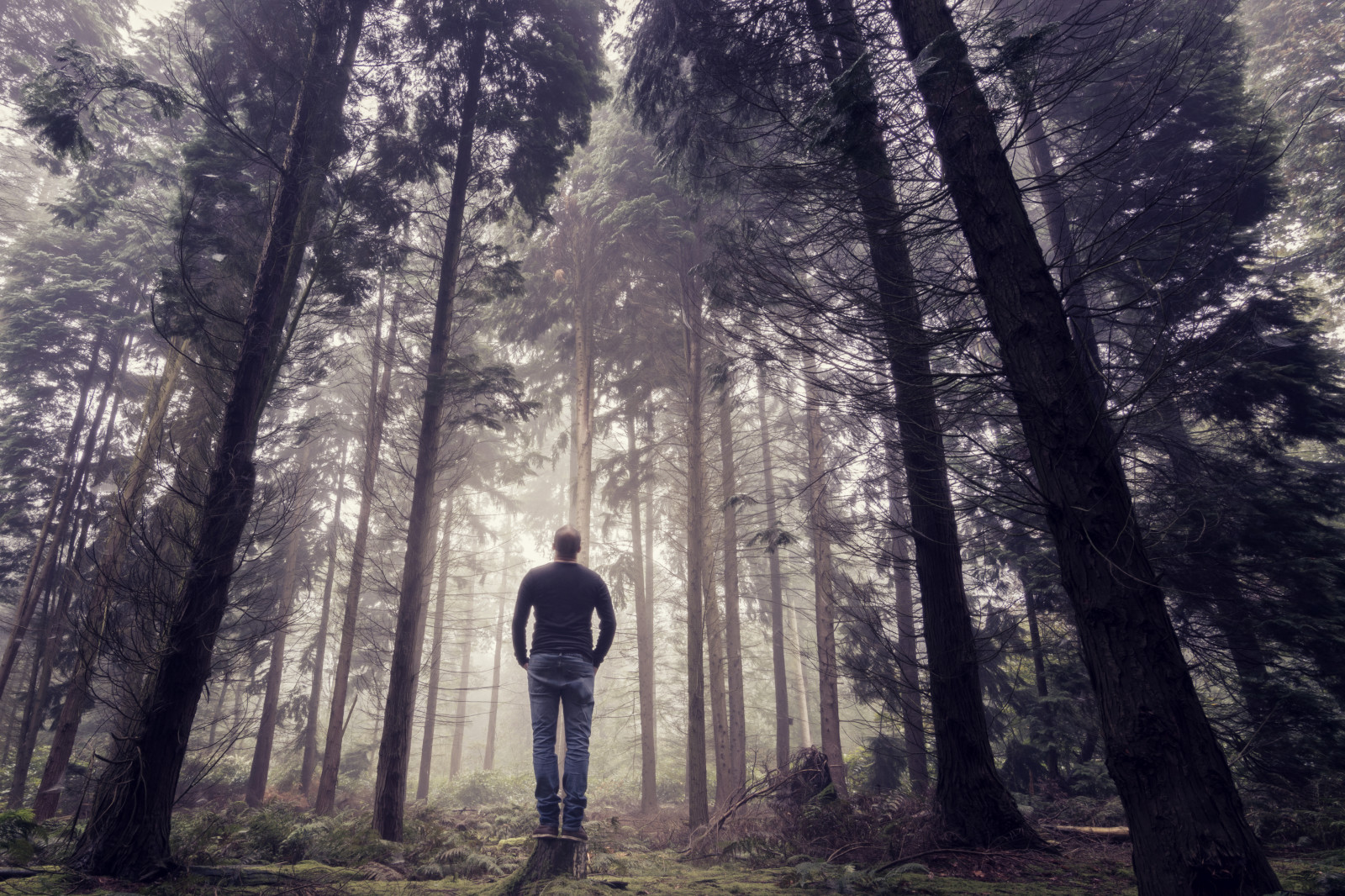 stromy, Studený, chlap, mokrý, mlha, les, Německo, Osoba, licht, Nebel, přátelství, tělo, Pflanzen, mann, Wald, ich, b UME, Schatten, Porúří, Freunde, Schlosspark, m rchenhaft, Mensch, Herten, unterhaltung, Miteinander