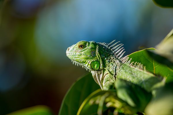blurred,blurry background,nature,pine cones,iguana,animals