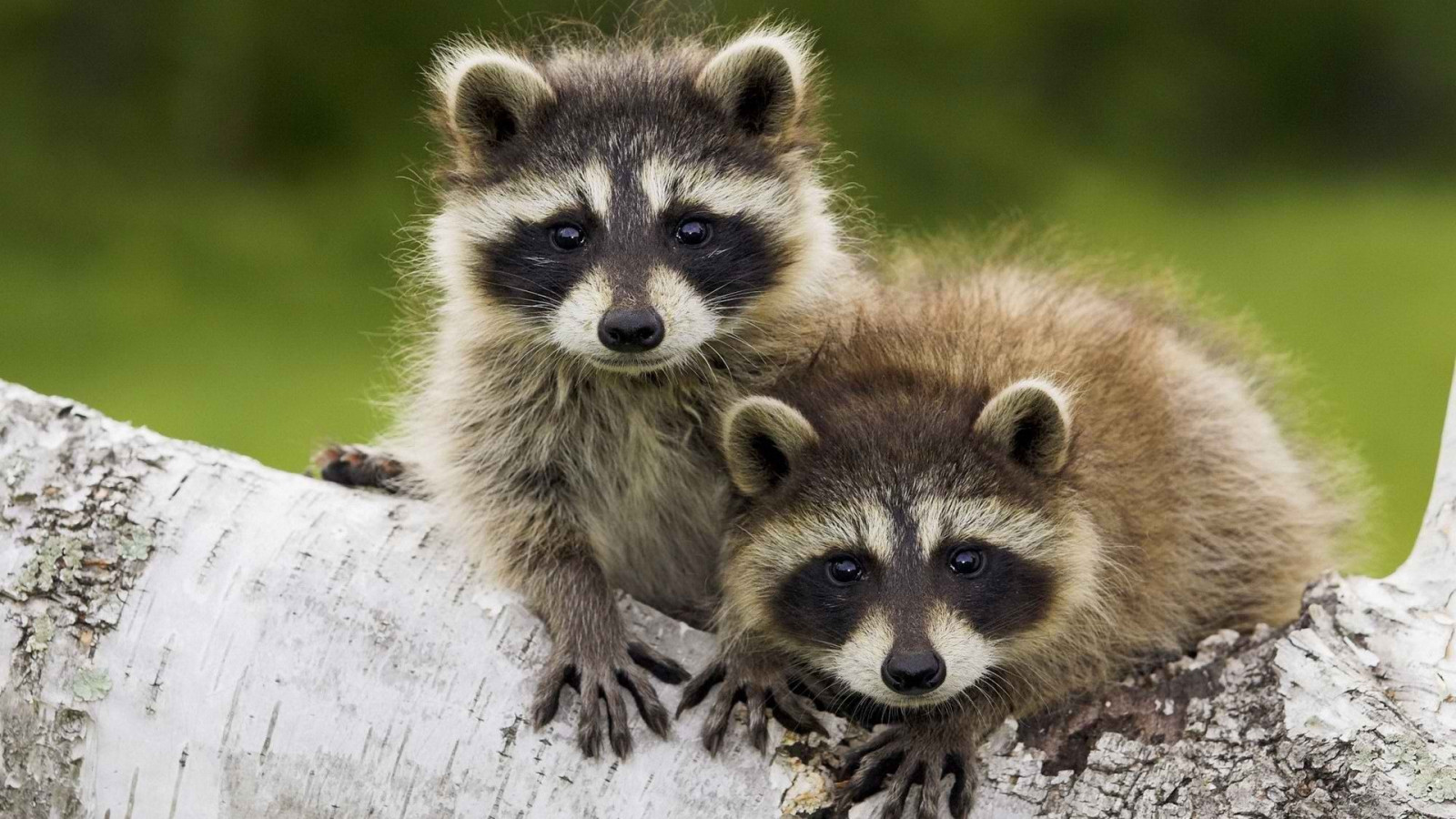 dyr, dyreliv, vaskebjørne, fauna, pattedyr, hvirveldyr, vaskebjørn, Halvbjørne, Procyon, Viverridae