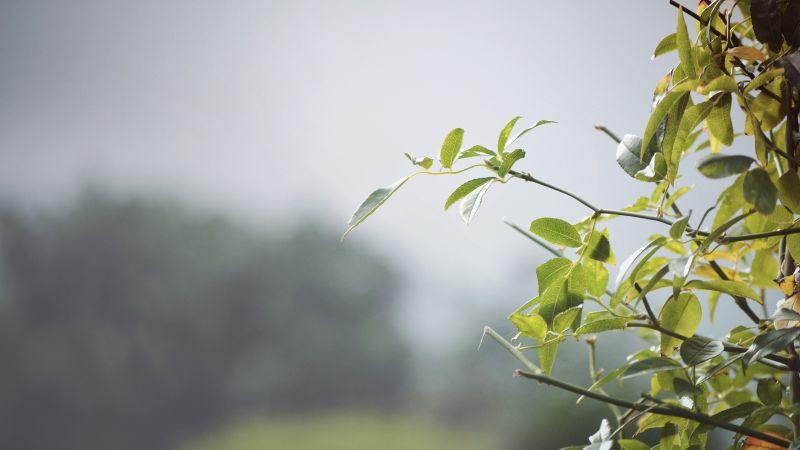 sunlight, leaves, nature, grass, plants, branch sunlight, leaves, nature, grass, plants, branch