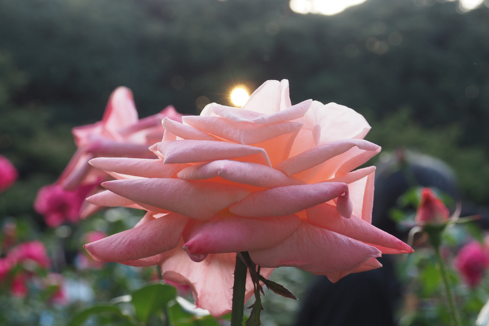 Wallpaper Japan, pink, Tokyo, Olympus, Jp, flower, flora, petal