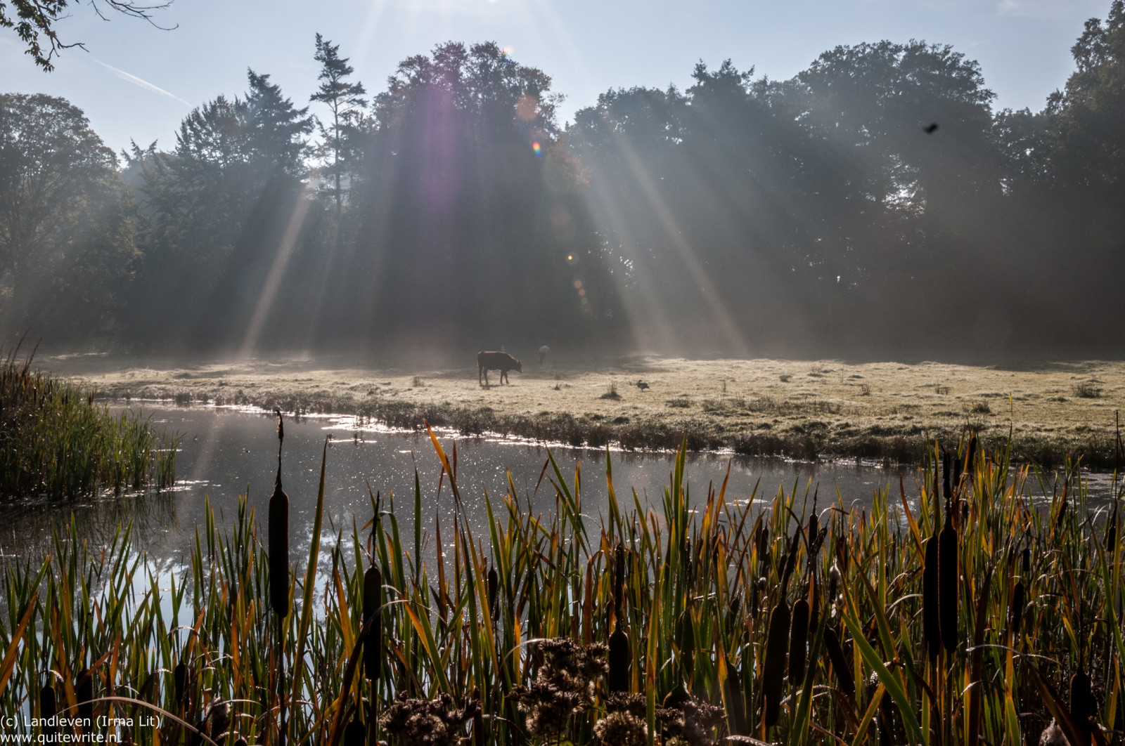 slunečnímu záření, krajina, les, západ slunce, jezero, voda, Příroda, odraz, tráva, svítání, večer, ráno, mlha, řeka, Nikon, kráva, divočina, sluneční paprsky, mokřadní, strom, podzim, mlha, list, hora, květ, počasí, svítání, sezóna, nálada, autum, geocountry, geocity, geostate, geolocation, exif isospeed 200, EXIF otvor 22, exif focallength 30mm, koe, D300, Herfst, místo výskytu, přírodní prostředí, atmosférický jev, zonnestralen, exif aby nikoncorporation, Kamera make nikoncorporation, Model fotoaparátu nikond300, EXIF čočka 1801050mmf3556, exif modelu nikond300, vyplývající, sgraveland, fotoschoolstatief, werkgroeplandschap