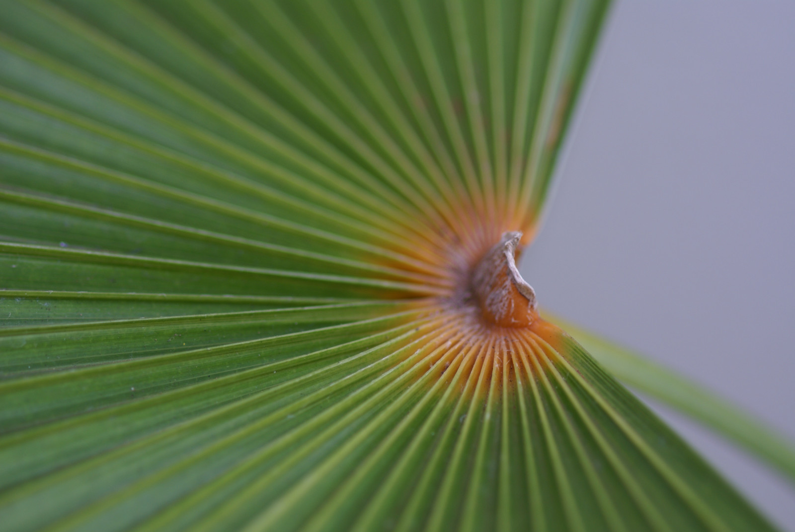 rostliny, zelená, plantas, bec, Soe, naturesfinest, blueribbonwinner, supershot, goldenmix, abigfave, shieldofexcellence, colorphotoaward, impressedbeauty, ultimateshot, goldenphotographer, diamondclassphotographer, ysplix, excellentphotographer, flickrelite, magicofaworldinmacro, wonderfulworldmix, theperfectphotographer, goldstaraward