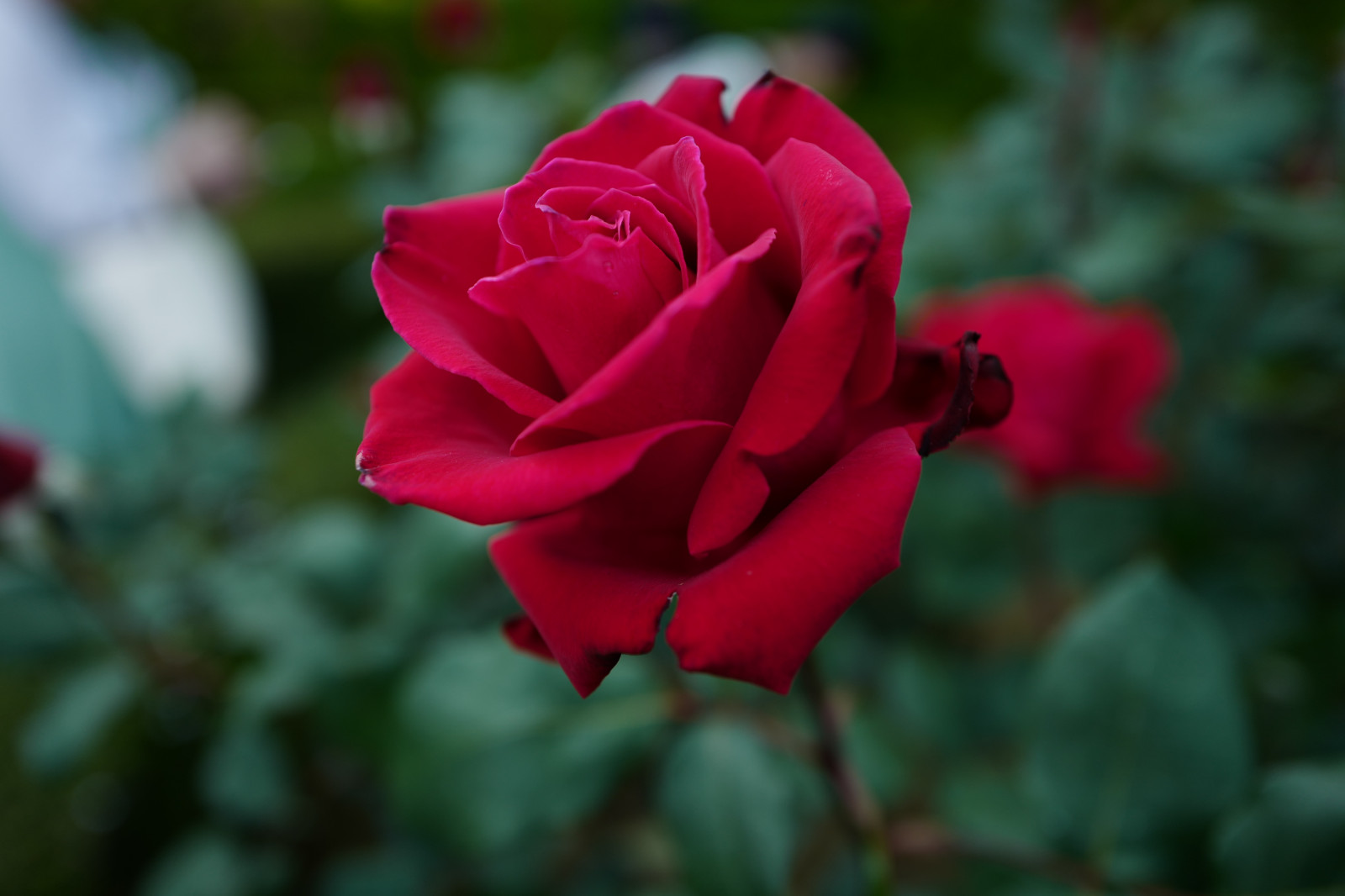 Japonsko, Červené, růže, Leica, Tokio, jp, květ, rostlina, flóra, okvětní lístek, Komagome, summilux, leicaq, summilux1728, q, 1728, kyufurukawagarden, suchozemská rostlina, kvetoucí rostlina, makro fotografie, závod stonek, zahradní růže, růže rodina, růže objednávka, floribunda, rosa centifolia