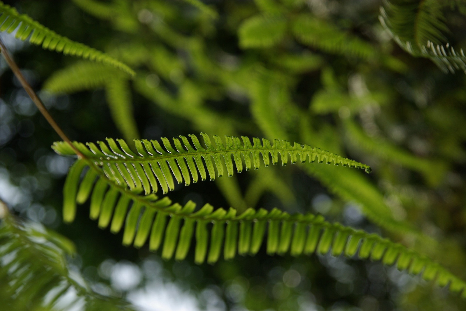 Příroda, makro, větev, zelená, smrk, kapradiny, jedle, strom, list, květ, rostlina, flóra, kapradina, vegetace, fauna, botanika, suchozemská rostlina, zblízka, makro fotografie, závod stonek, kapradiny a přesličky, cévnatých rostlin