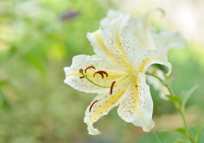 zahrada, fotografování, květ, květ, rostlina, letní zahrada, fotografování, květ, květ, rostlina, letní