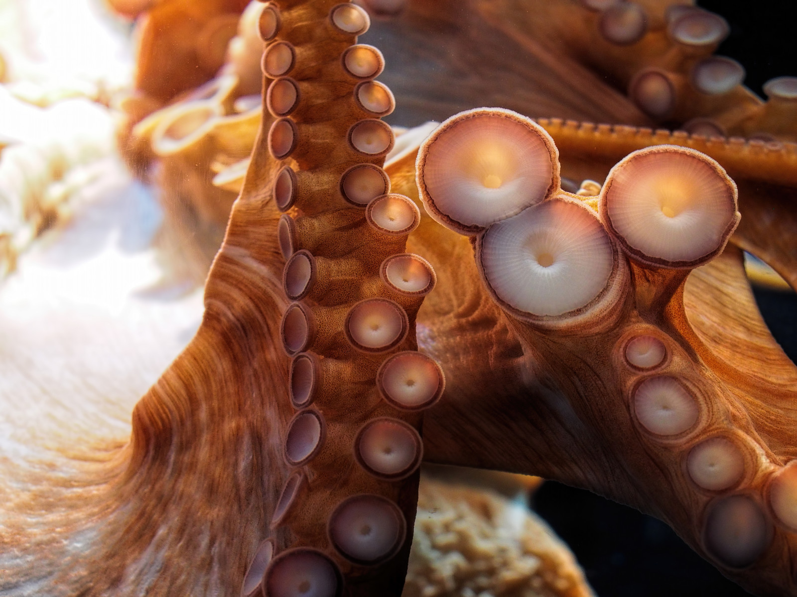 Tokyo Octopus Wallpaper : Japan, aquarium, Tokyo, Olympus, octopus, ikebukuro ...