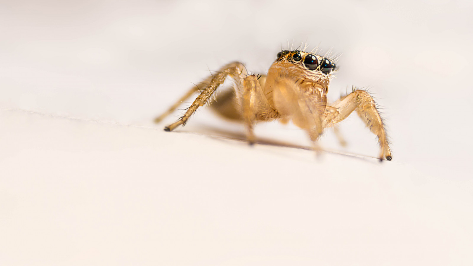 Wallpaper : portrait, nature, spider, Tiny, Arachnid, Bee, animal ...