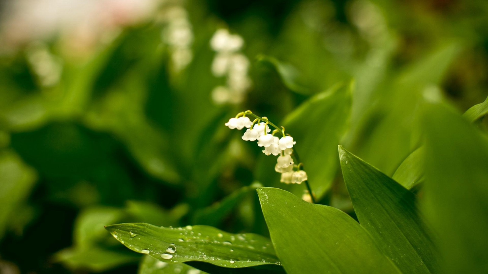 muguet, květiny, Příroda, les, zelenina, Rarita