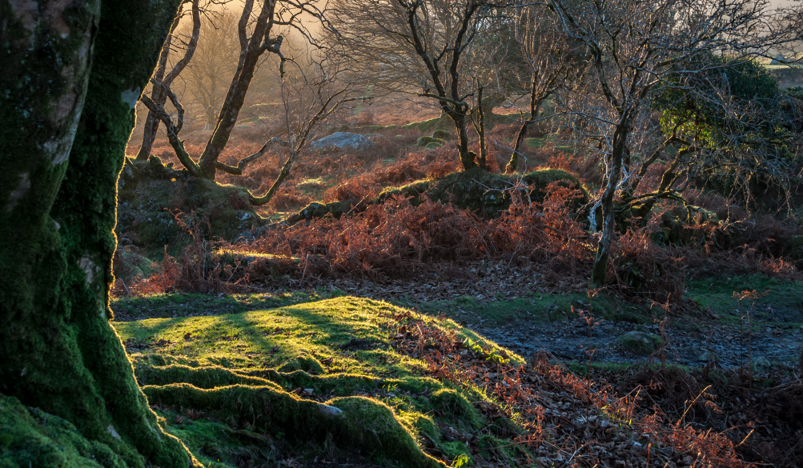 Wallpaper woodland, vegetation, tree, woody plant, ecosystem