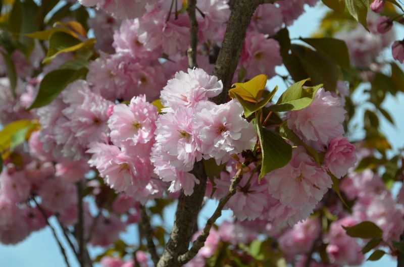 cibo, fiori, ramo, fiore di ciliegio, fiorire, primavera cibo, fiori, ramo, fiore di ciliegio, fiorire, primavera