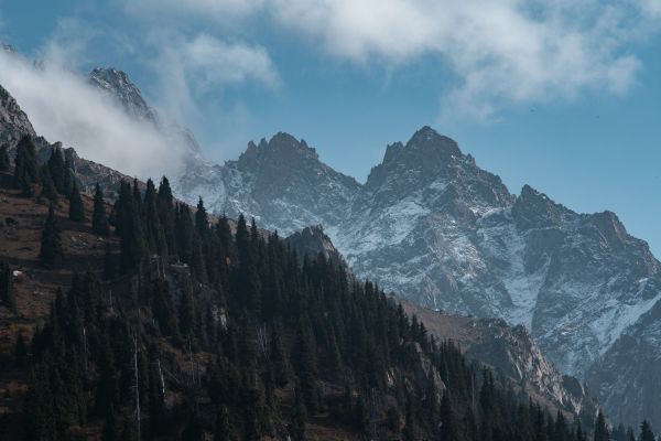 mountains,snow,forest,mist