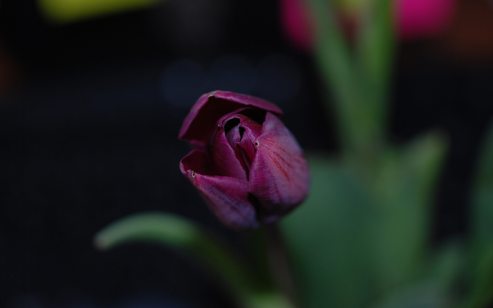 röd, fotografi, grön, suddig, rosa, lila, blomma, växt, tulpan, flora, knopp, kronblad, mark växt, blommande växt, närbild, makrofotografering, växtstemen