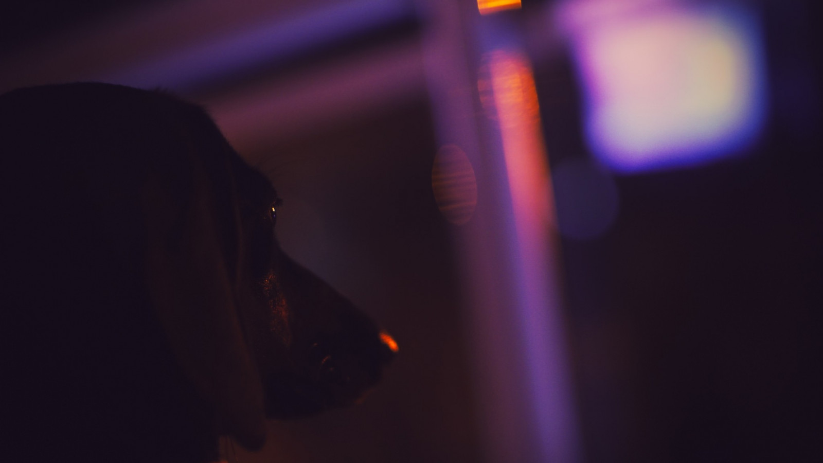 Černá, noc, fotografování, modrý, Pes, filtr, světlo, barva, osvětlení, tvar, fáze, tma