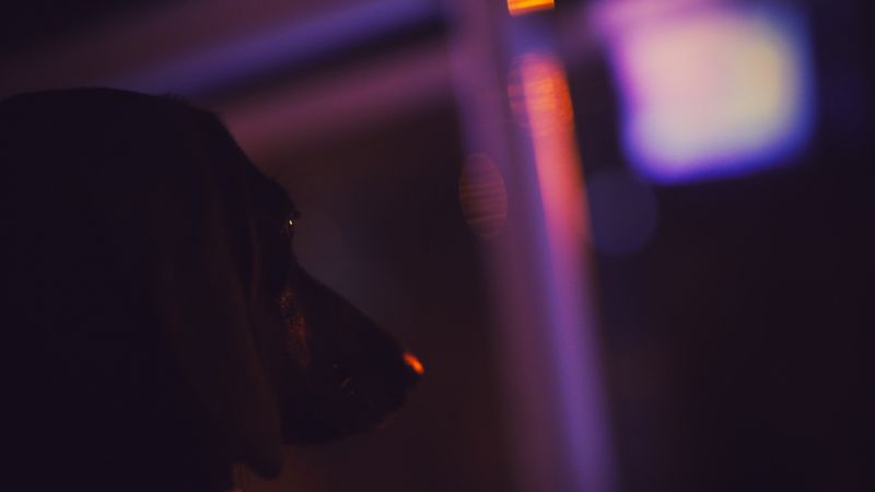 Černá, noc, fotografování, modrý, Pes, filtr