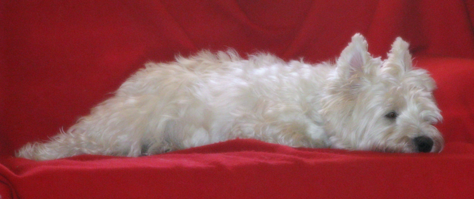 Riley, westie, gauč, westhighlandwhiteterrier, uvolněný, coth, fantasticnature, abigfave, pet100, platinumheartaward, 100commentgroup, alittlebeauty, coth5, thesunshinegroup, sunrays5, 12monthsfordogs15