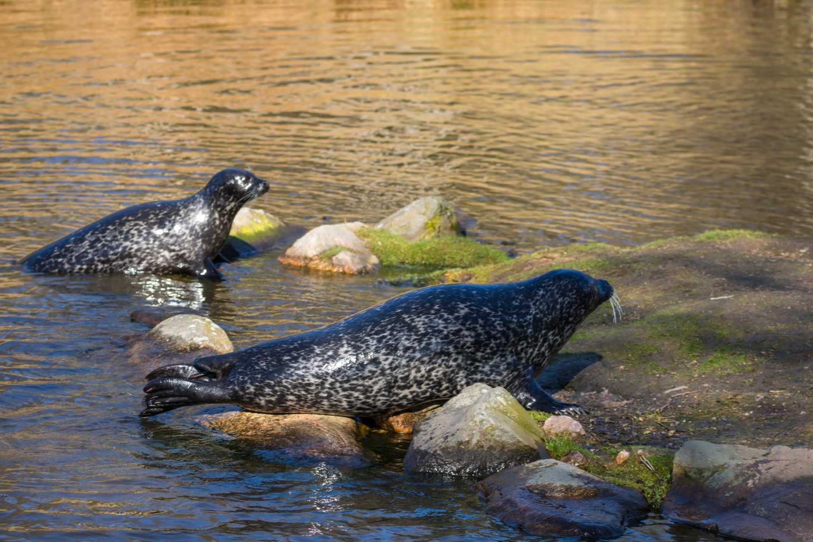 moře, voda, Příroda, Volně žijících živočichů, zoologická zahrada, těsnění, zvíře, pták, DJUR, Djurpark, sk nesdjurpark, těsnění, s l, fauna, obratlovců, mořští savci, útulek těsnění