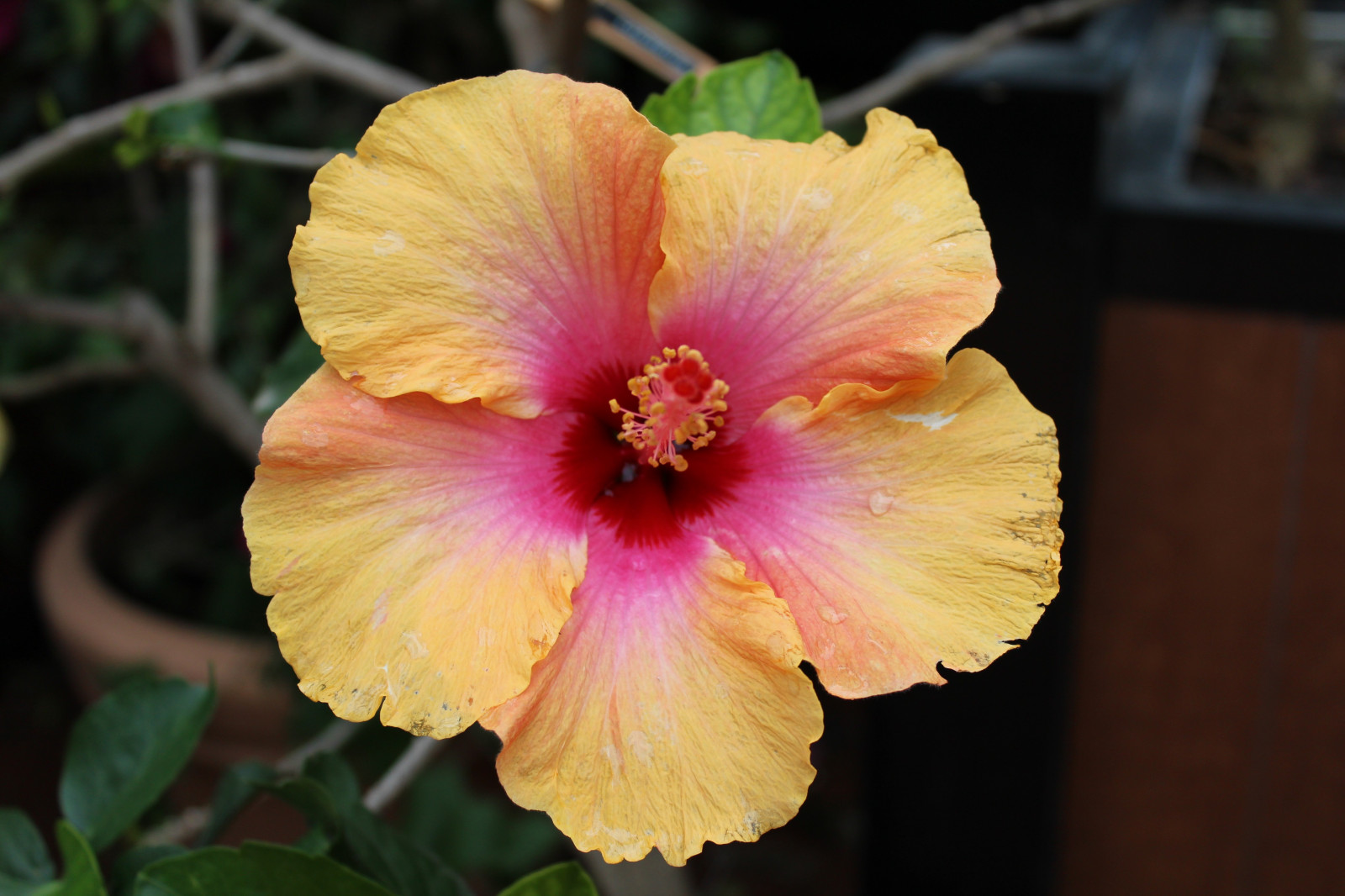 barvitý, květiny, žlutý, ibišek, květ, rostlina, flóra, okvětní lístek, botanika, suchozemská rostlina, kvetoucí rostlina, makro fotografie, čínský ibišek, Slézotvaré, sléz rodina