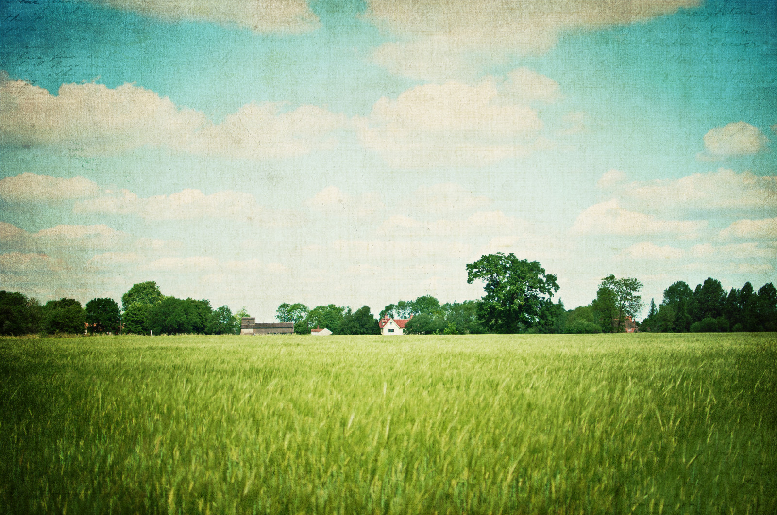 ฟิลด์, บาร์เล่ย์, 35 นาที, Nikon, nikkor, idontdolandscapes, distanthouse, kimklassentexture, summertimeuk, suzyivebeentoldbarleyhasthelongspikytopswheatdoest