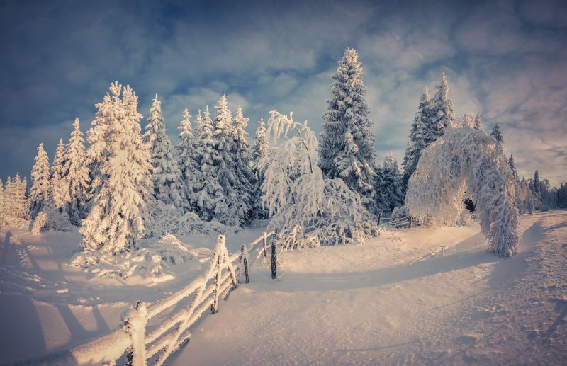 natur,snö,solljus,vinter-,morgon-,Frost