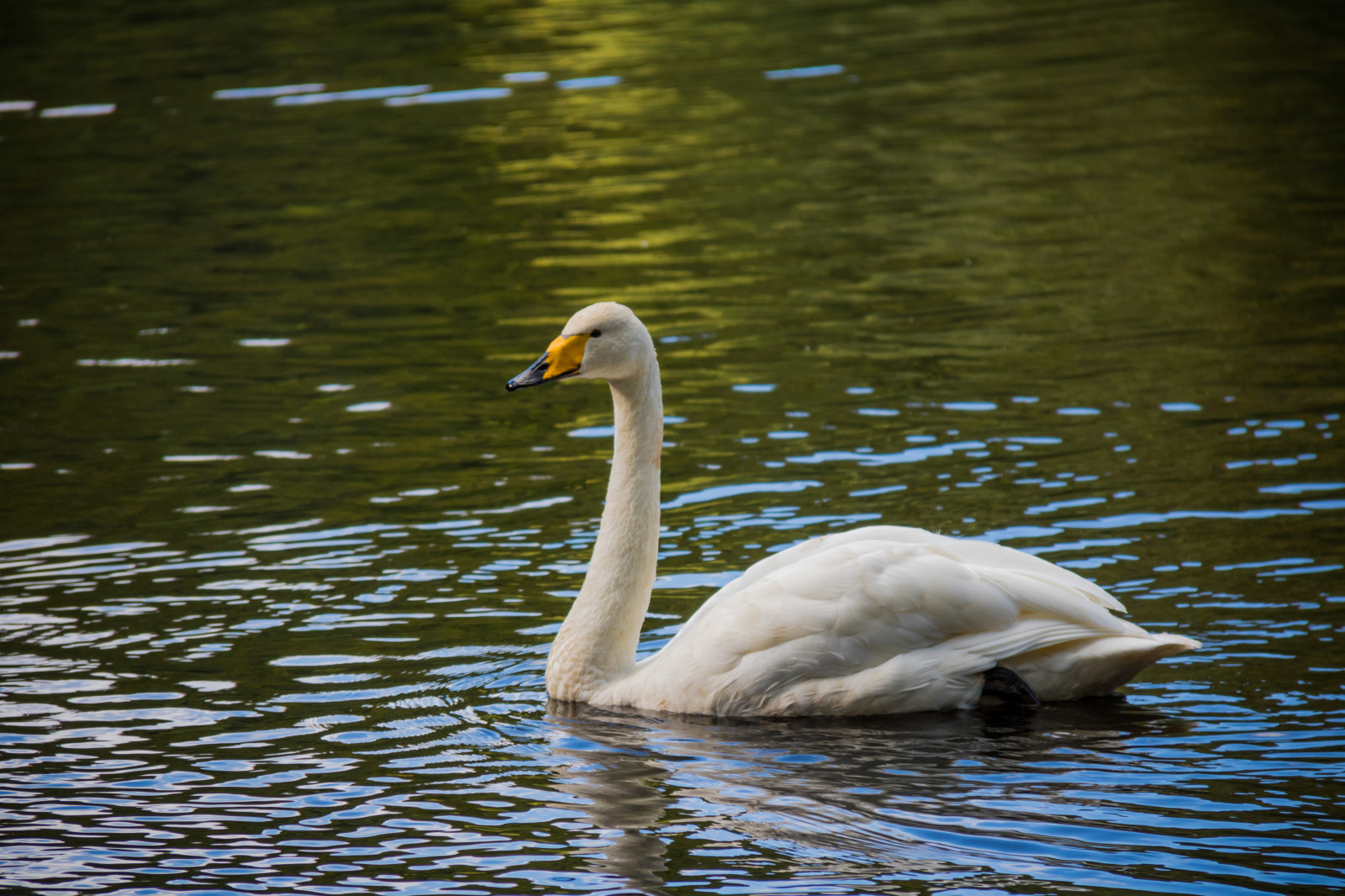 vand, natur, afspejling, dyreliv, svane, næb, fugl, Svan, exif model canoneos760d, geocountry, kamera gør kanon, geocity, kameramodel canoneos760d, geostate, geolocation, exif linse efs18200mmf3556is, exif åbning 56, exif focallength 200mm, exif gøre kanon, sk ralid, s der sen, exif isospeed 400, s ngsvan, Nationalpark, cygnuscygnus, whopperswan, fauna, vandfugle, hvirveldyr, vand fugl, ducks gæs og svaner