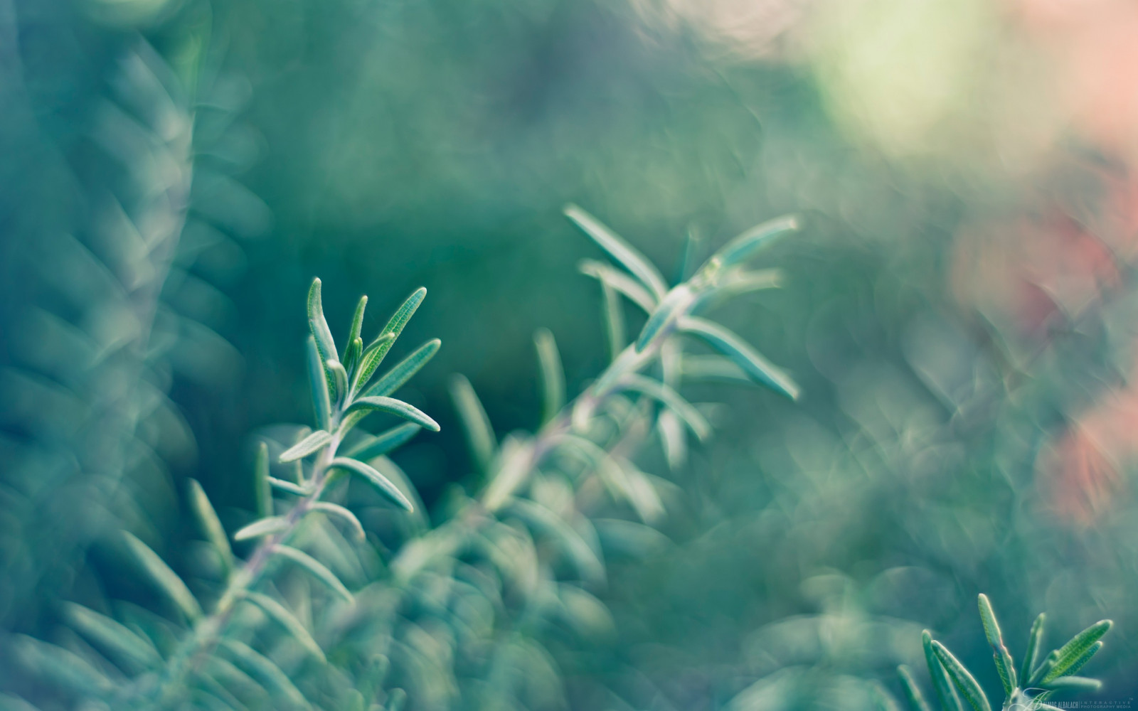 Botany Desktop Background Wallpaper : sunlight, flowers, nature, plants, branch, green, blue ...