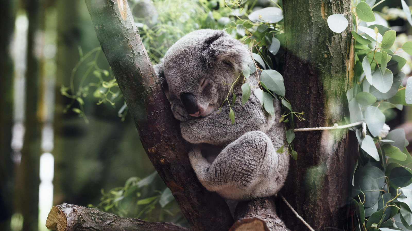 3840x2160 px, animals, baby animals, branch, koalas, leaves, nature, plants, sleeping, trees