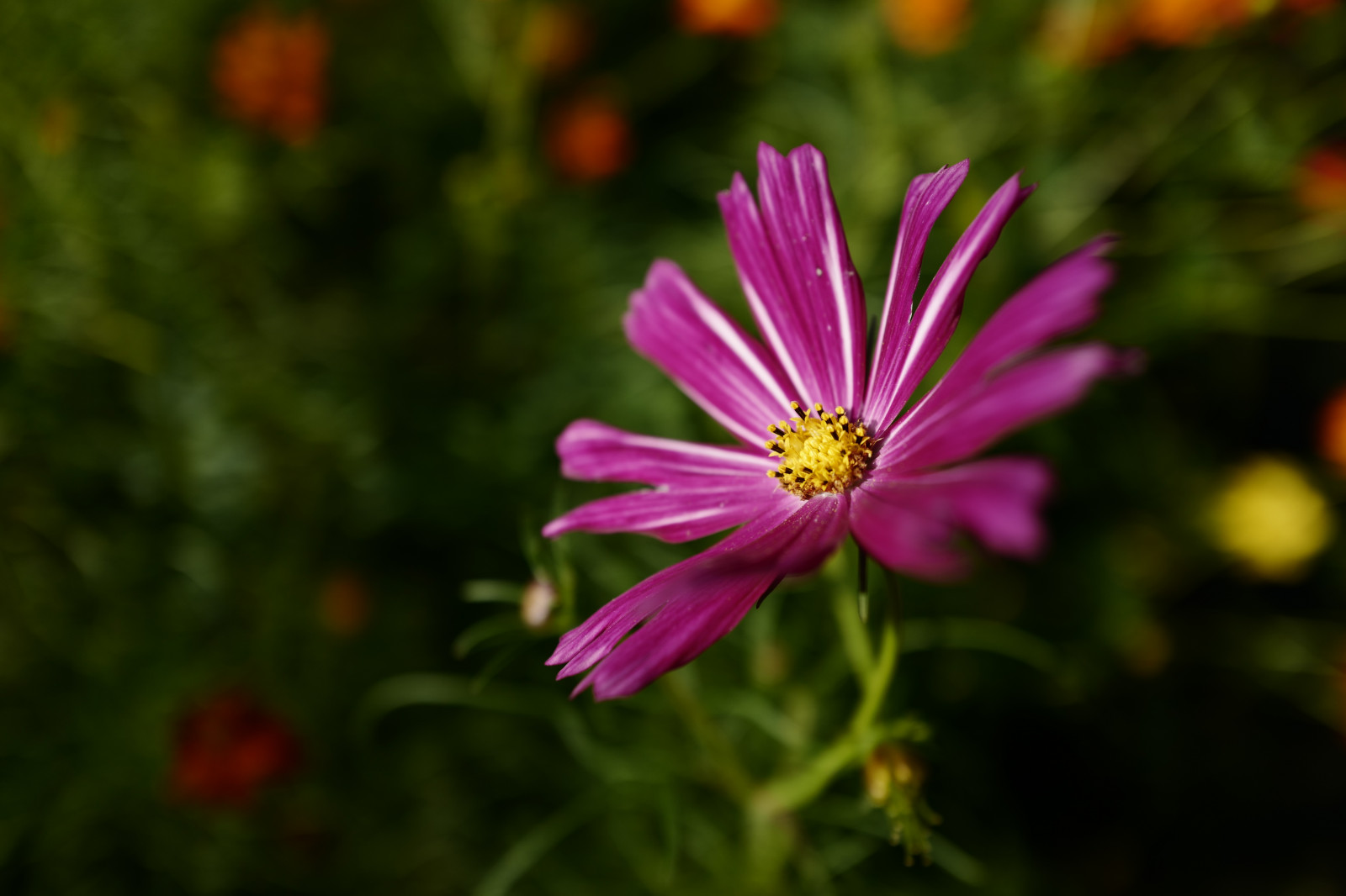 Wallpaper Japan, nature, field, blossom, Leica, Tokyo, Daisy, Jp