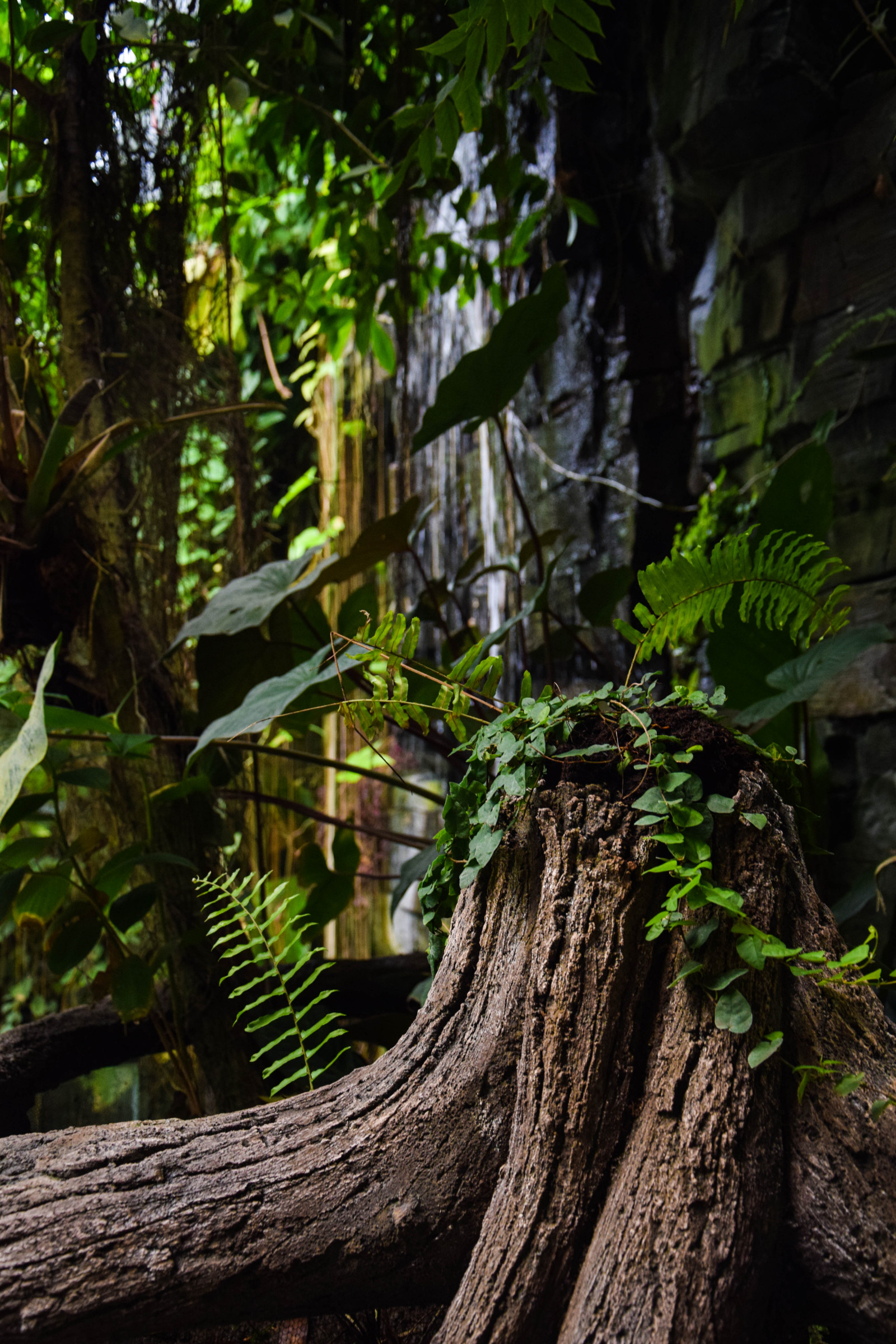 Wallpaper sunlight, architecture, water, nature, branch, green