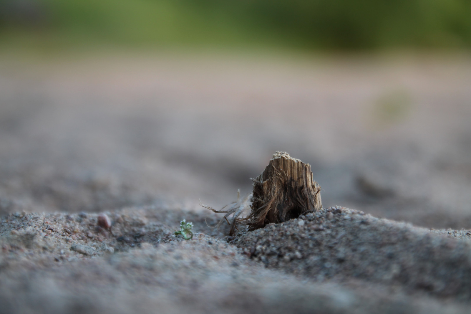 peisaj, dafin, natură, nisip, iarbă, lemn, a închide, insectă, verde, animale sălbatice, frunze, faună, a închide, macro fotografie, nevertebrat