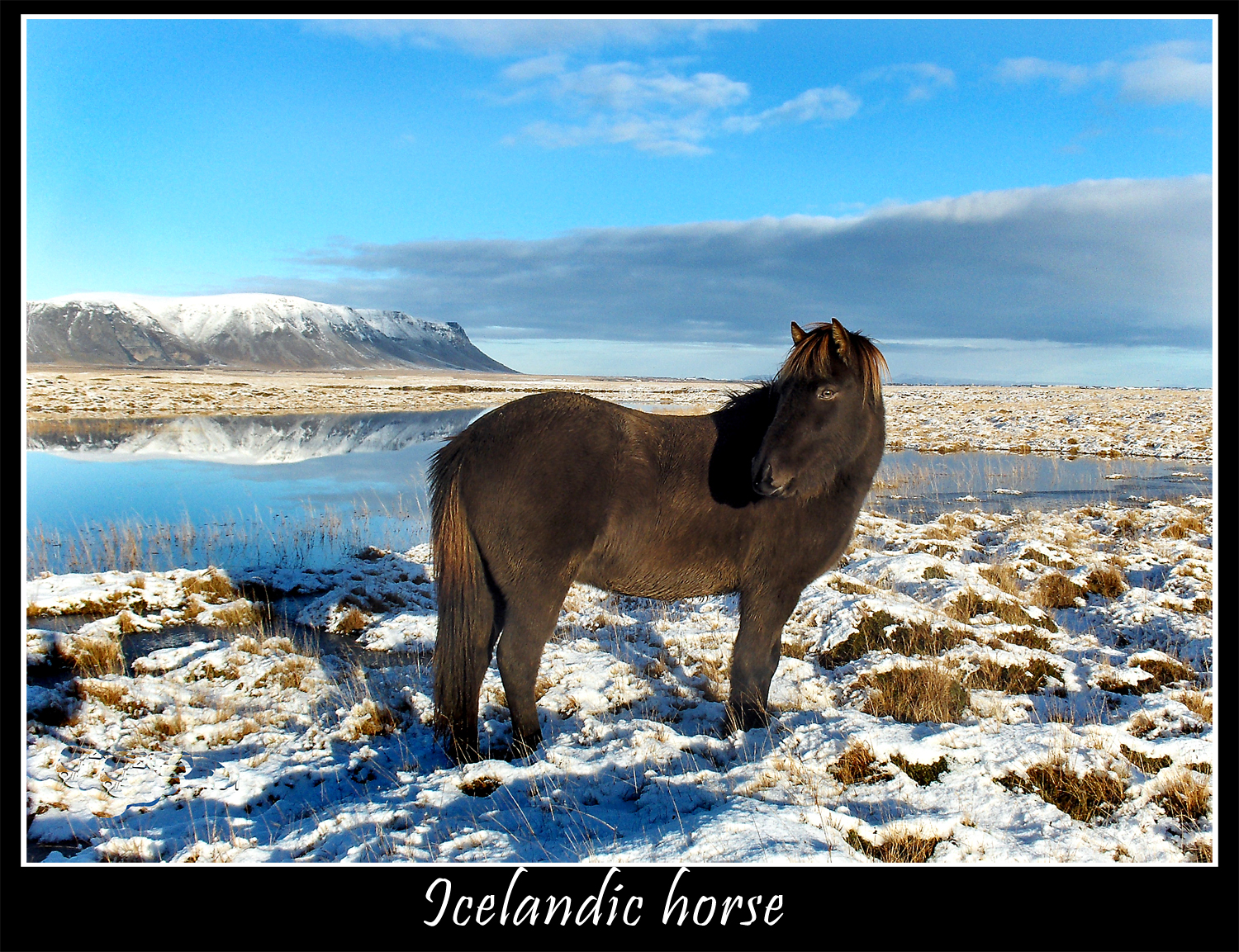 krajina, kopec, kůň, nebe, sníh, zima, led, Volně žijících živočichů, ostrov, Island, Arktický, zmrazení, tundra, step, strom, hora, lučina, koně, naturesfinest, fauna, Soe, theunforgettablepictures, superbmasterpiece, golddragon, diamondclassphotographer, flickrdiamond, blueribbonwinner, supershot, fab, brillianteyejewel, themoulinrouge, fiveflickrfavs, naturewatcher, excellentphotographerawards, irresistiblebeauty, hestar, slenskihesturinn, začátekKontakty, annagu mundsd ttir, horských reliéf, ekosystém, klesl, hříva, kůň jako savci, mustang kůň, ekoregion, thebestofgodscreation, artphoto, kuwaitphoto, kuwaitartphoto, kuwaitart, superhearts, naturescall, cameradeourobrasil, onlyyourbestshots, searchandreward, Icelandichorses, Potlesk, Hpphotosmartr817