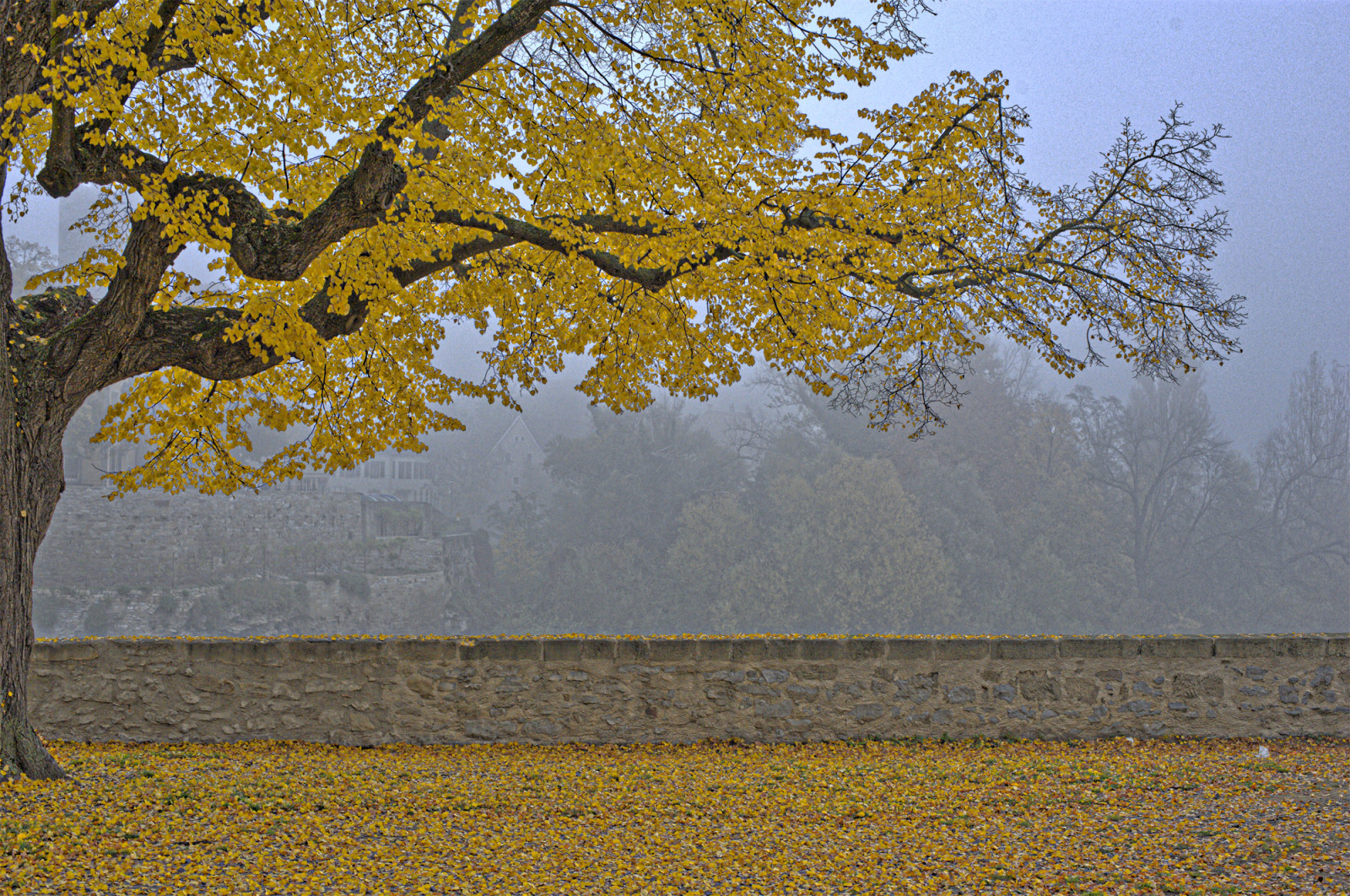 slunečnímu záření, krajina, listy, tráva, nebe, pole, větev, žlutý, ráno, HDR, jaro, strom, podzim, list, rostlina, Herbst, baum, Laufen, bl tter, háj, Laub, ast, dřevina, tráva rodina, opadavý, jinan dvoulaločný