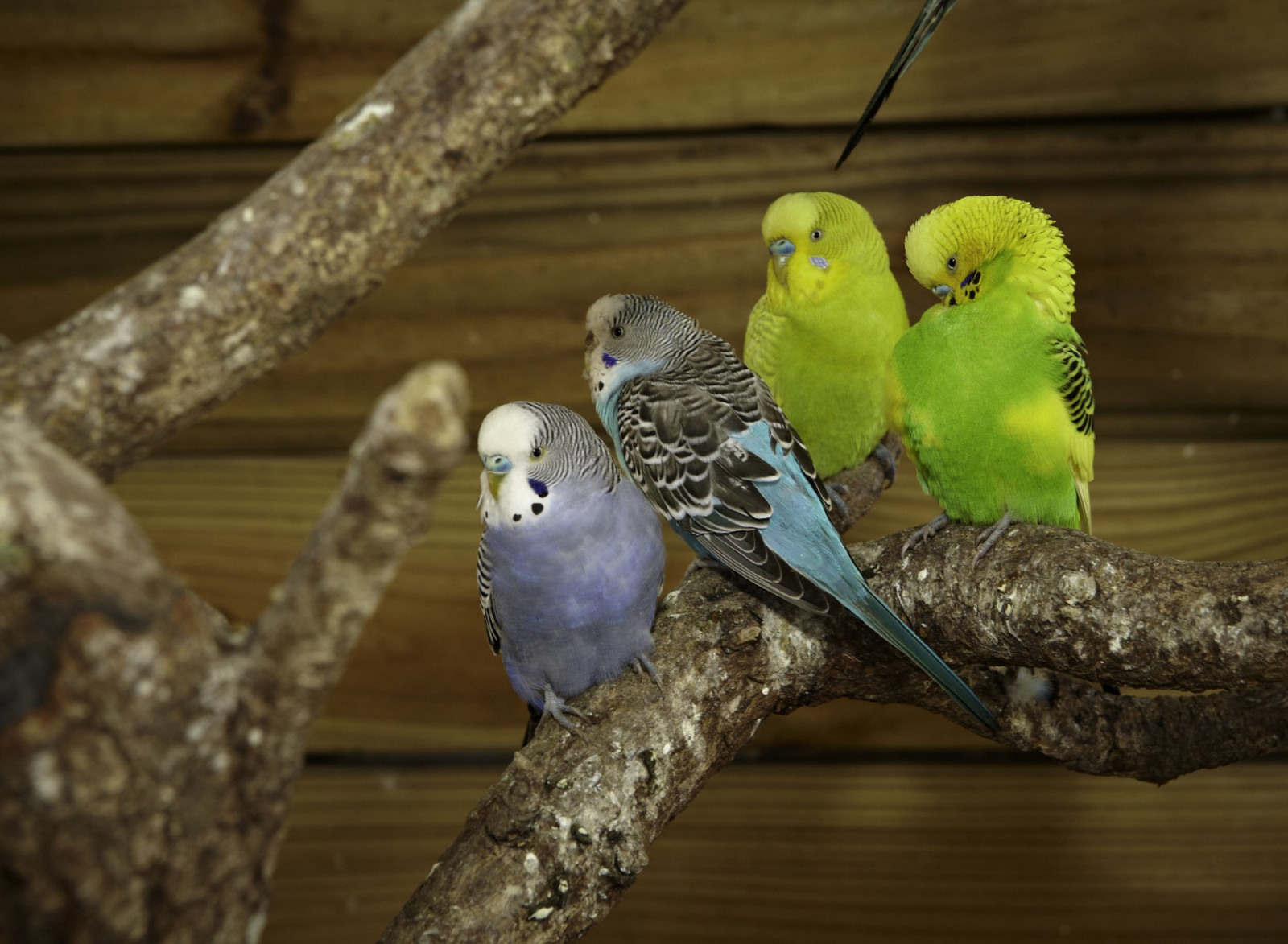 배경 화면 : 2198x1612 px, 4, budgie, 잉꼬, 앵무새, 열렬한 2198x1612 - wallup ...