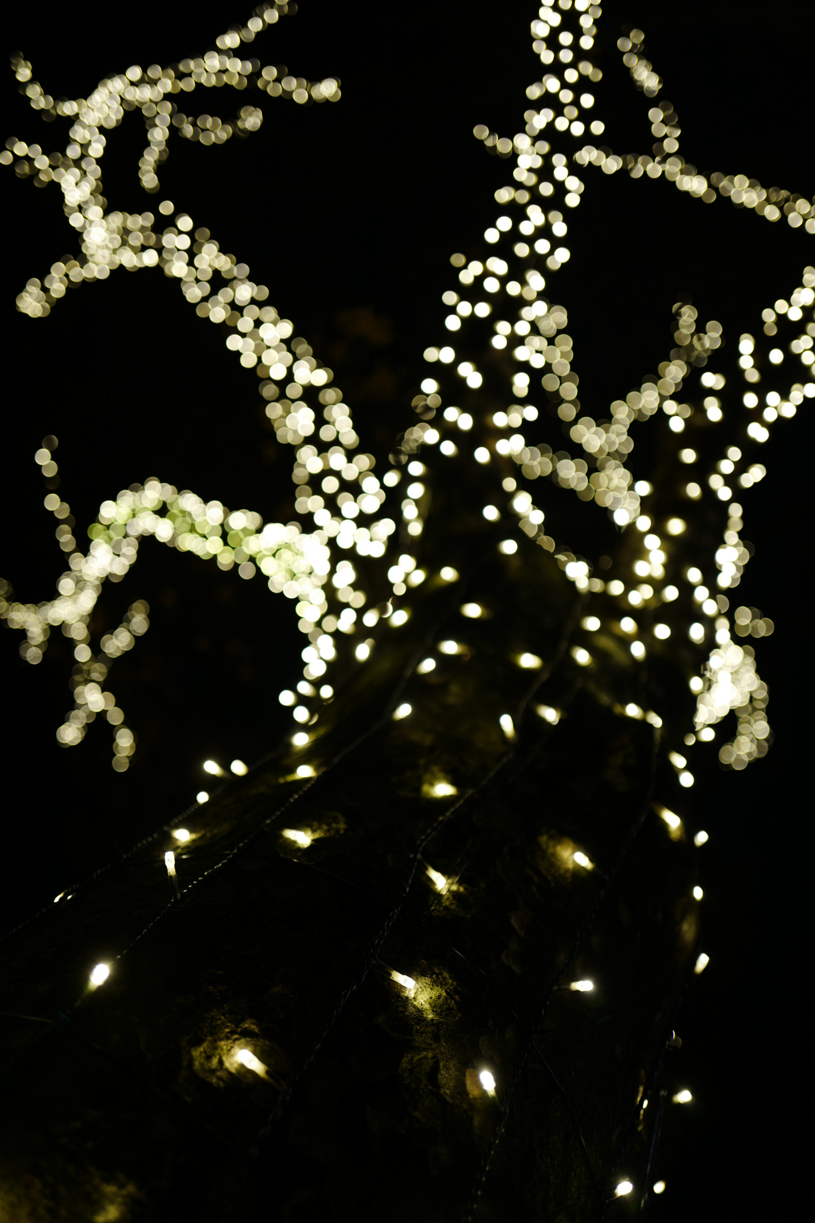 Japonsko, noc, větev, Vánoční osvětlení, Leica, Tokio, jp, květ, osvětlení, osvětlení, summilux, leicaq, summilux1728, q, 1728, Omotesando, Harajuku, vánoční dekorace