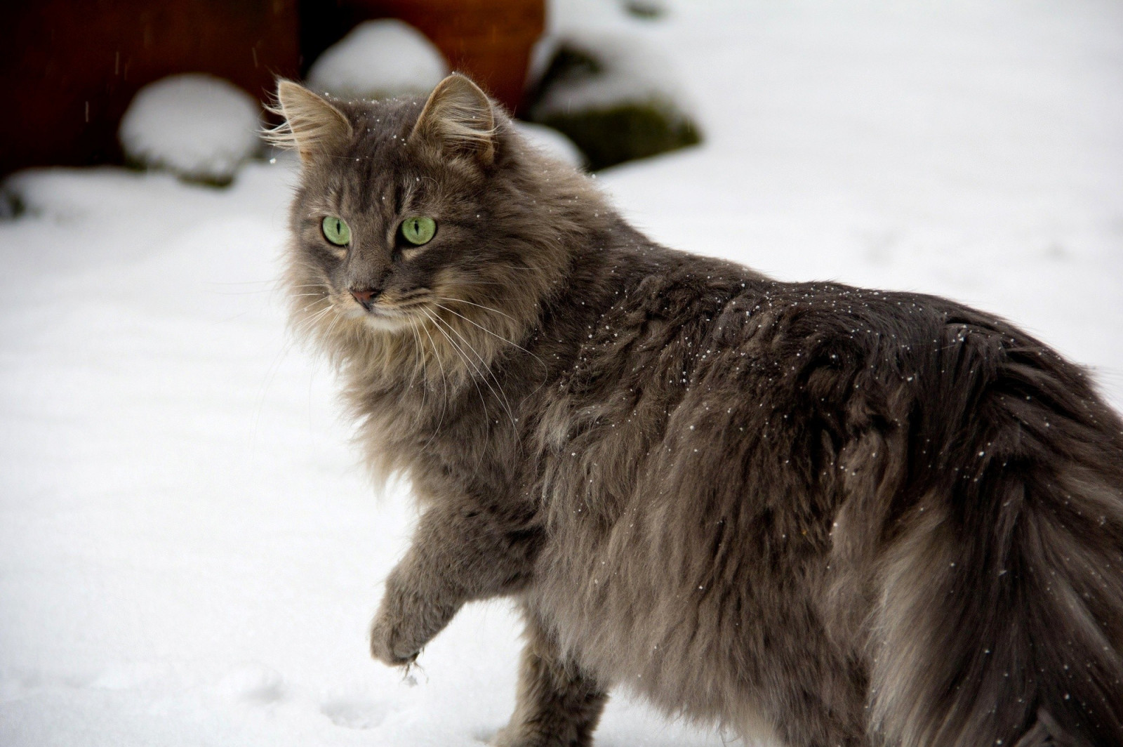 Katze, Tiere, Schnee, Whiskers, Amerikanische Waldkatze, Fauna, Säugetier, Wirbeltier, Katze wie Säugetier, Kleine bis mittelgroße Katzen, Häusliche kurzhaarige Katze, Häusliche langhaarige Katze, Norwegische Waldkatze, Nebelung