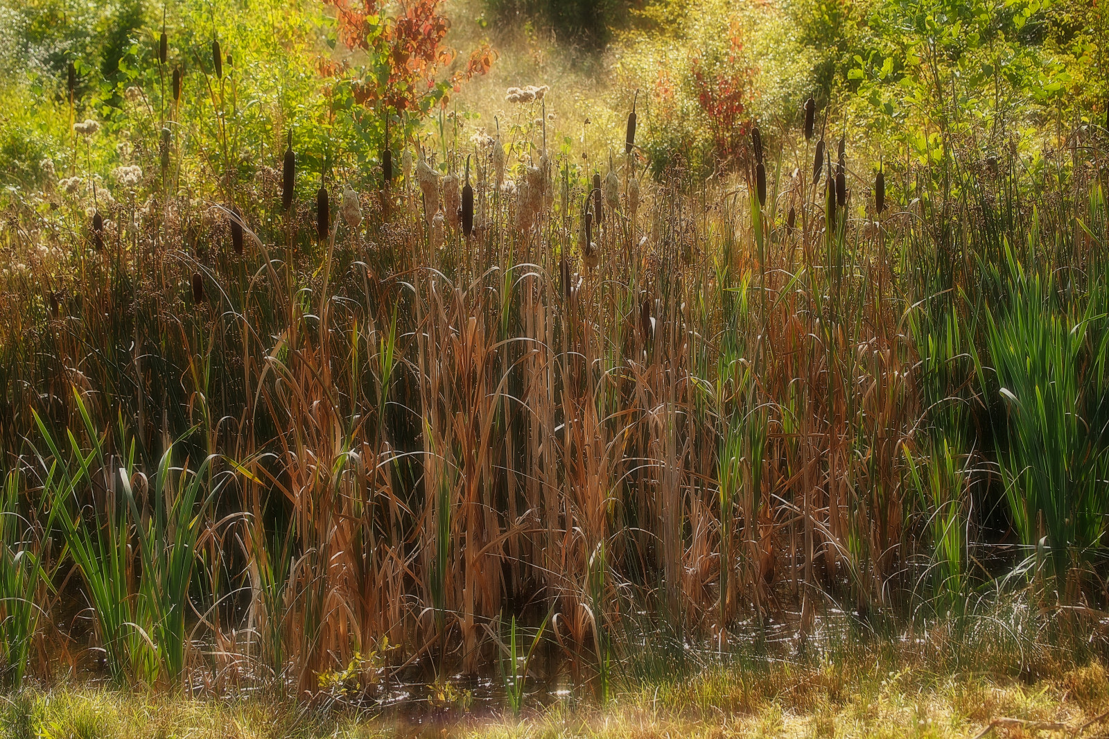 Wallpaper sunlight, landscape, nature, green, yellow, brown, wildlife