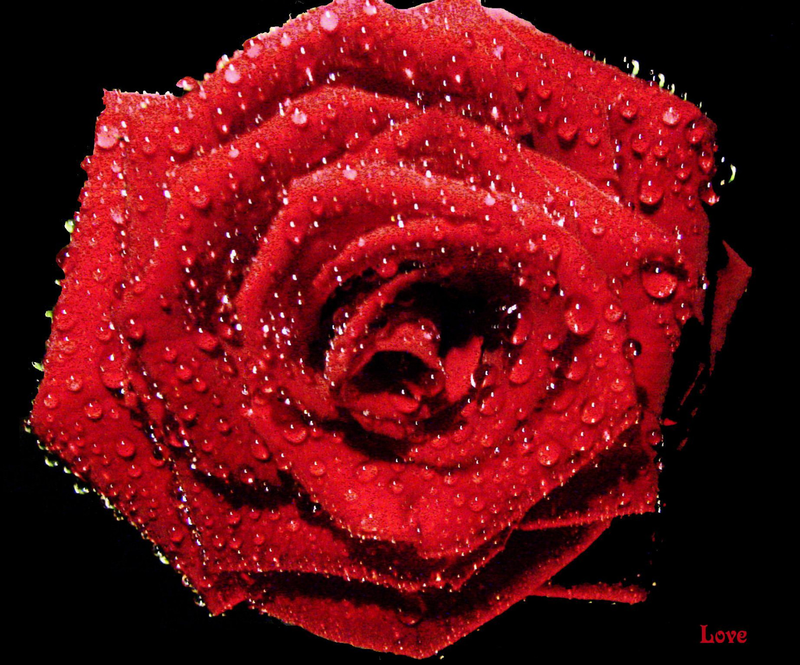 blomster, natur, rød, planter, makro, Rose, blomst, Valentins Dag, dug, blomst, plante, flora, farve, naturaleza, flores, makro, natur, kronblad, fleur, rådne, flickrflorescloseupmacros, flowersarebeautiful, mimamorflowers, Pflanzen, blume, roba66, Bloem, blumen, Rosen, bl ti, flori, fob, thegalleryofflowerseffe, blrosen, jord plante, blomstrende plante, makrofotografering, haveroser, rosenfamilien