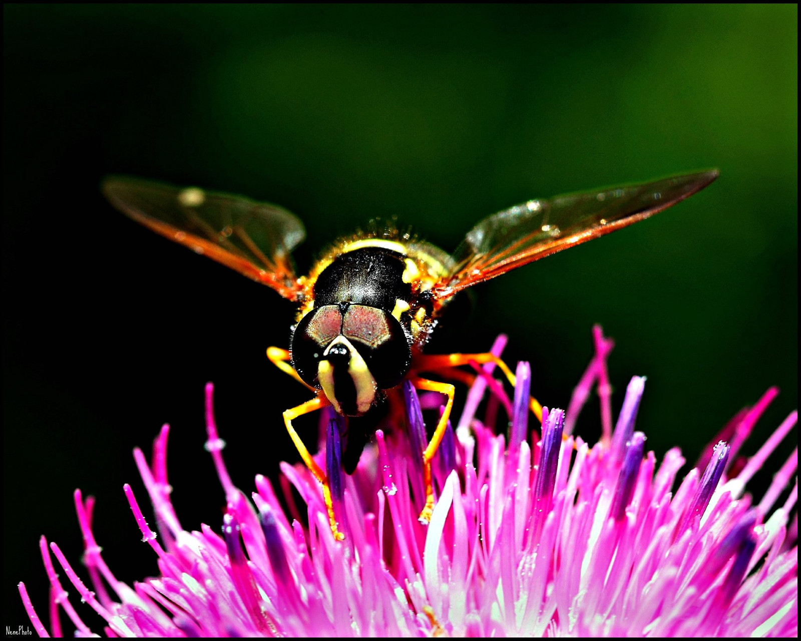 Italien, makro, Canon, canon100mm28macrousm, colourartaward, lamiastoriafotografica, natureselegantshots, veterinarifotografi, nenephoto, circolofotografico, photographia, canoneos5dmark2