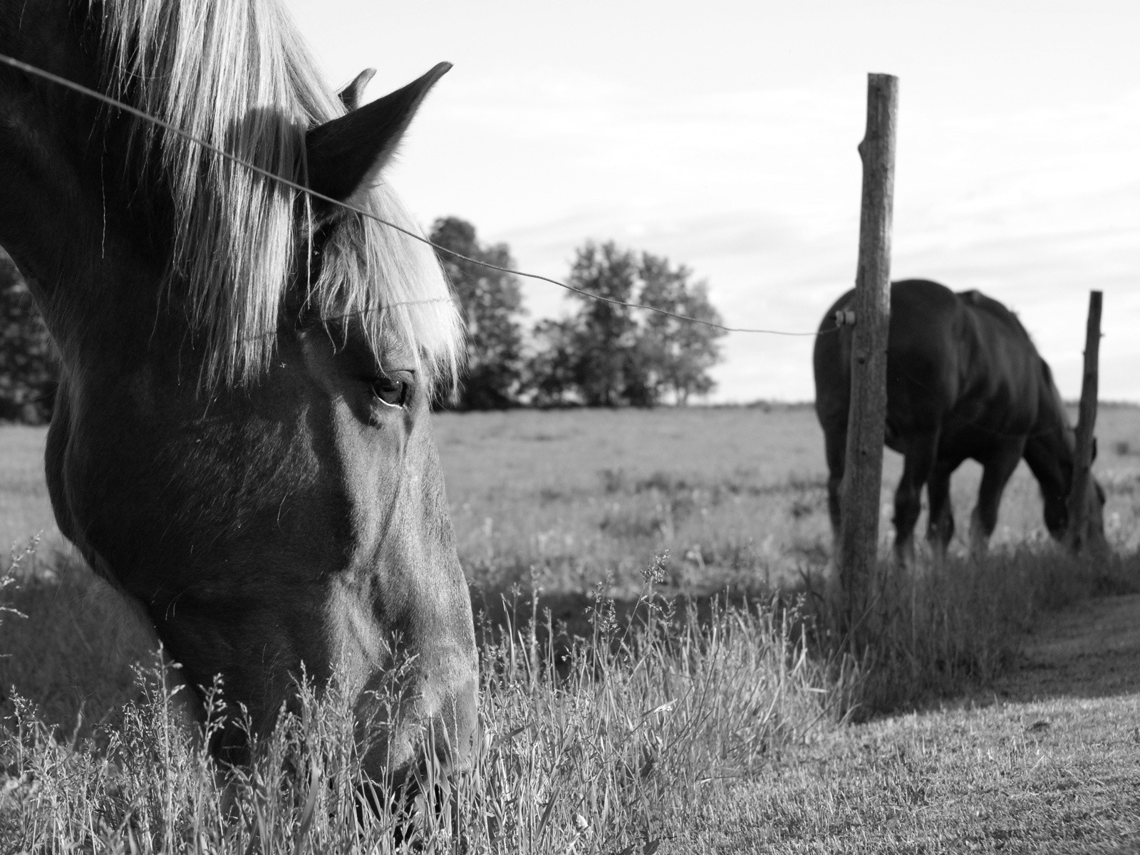 Černá, černobílý, kůň, tráva, pastvina, stádo, kobyla, savec, 1600x1200 px, Černý a bílý, monochromatické fotografování, dobytek, jako je savec, hříva, kůň jako savci, hřebec, mustang kůň, pack animal, pastvisko