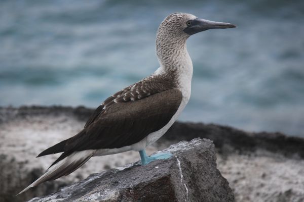 wildlife,beak,bird,sea,cormorant,gull